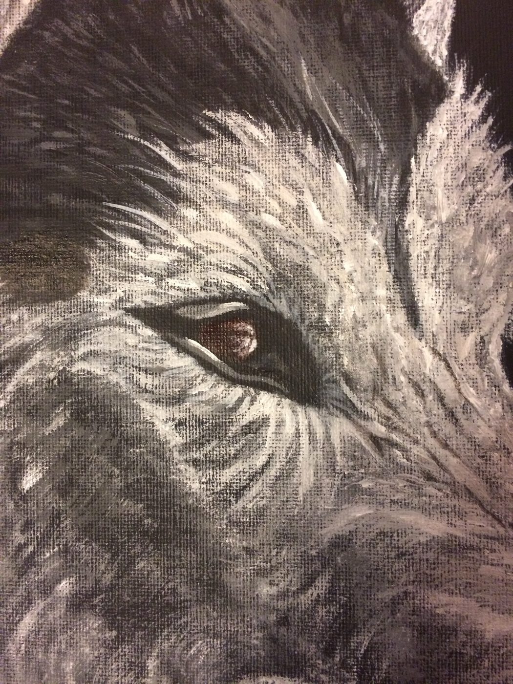 Close-up detail of the husky's eye