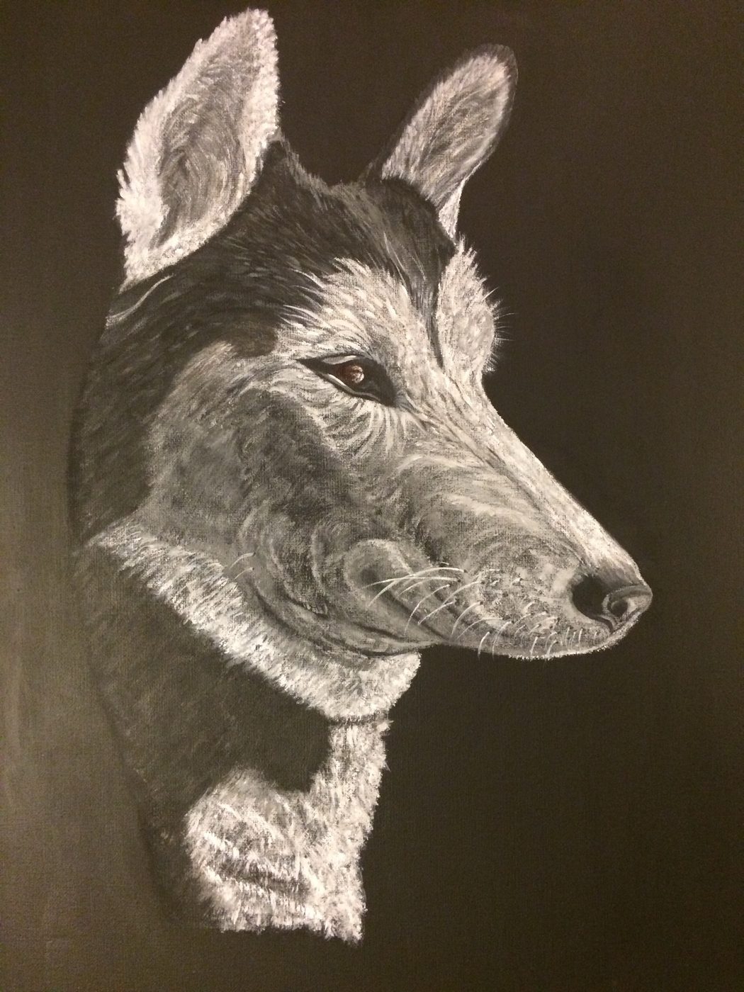 Husky portrait on dark canvas